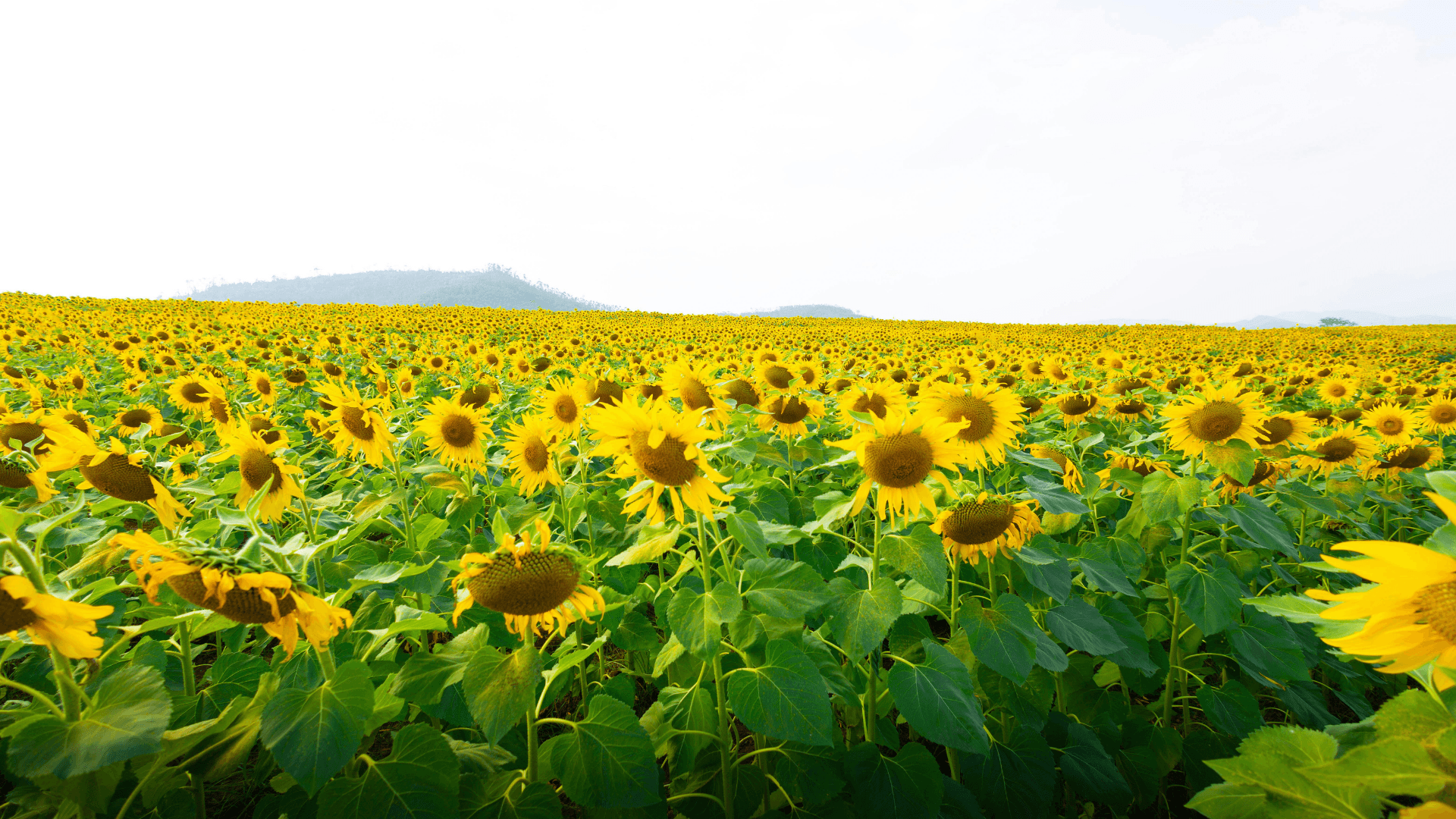 Giới thiệu Nghệ An