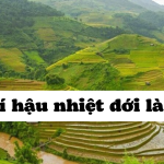 Khí hậu nhiệt đới là gì? Đặc điểm, phân loại và ảnh hưởng tại Việt Nam