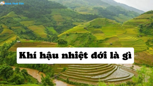 Khí hậu nhiệt đới là gì? Đặc điểm, phân loại và ảnh hưởng tại Việt Nam